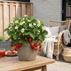 Aardbeien Fragaria, biologisch, plant voor binnen