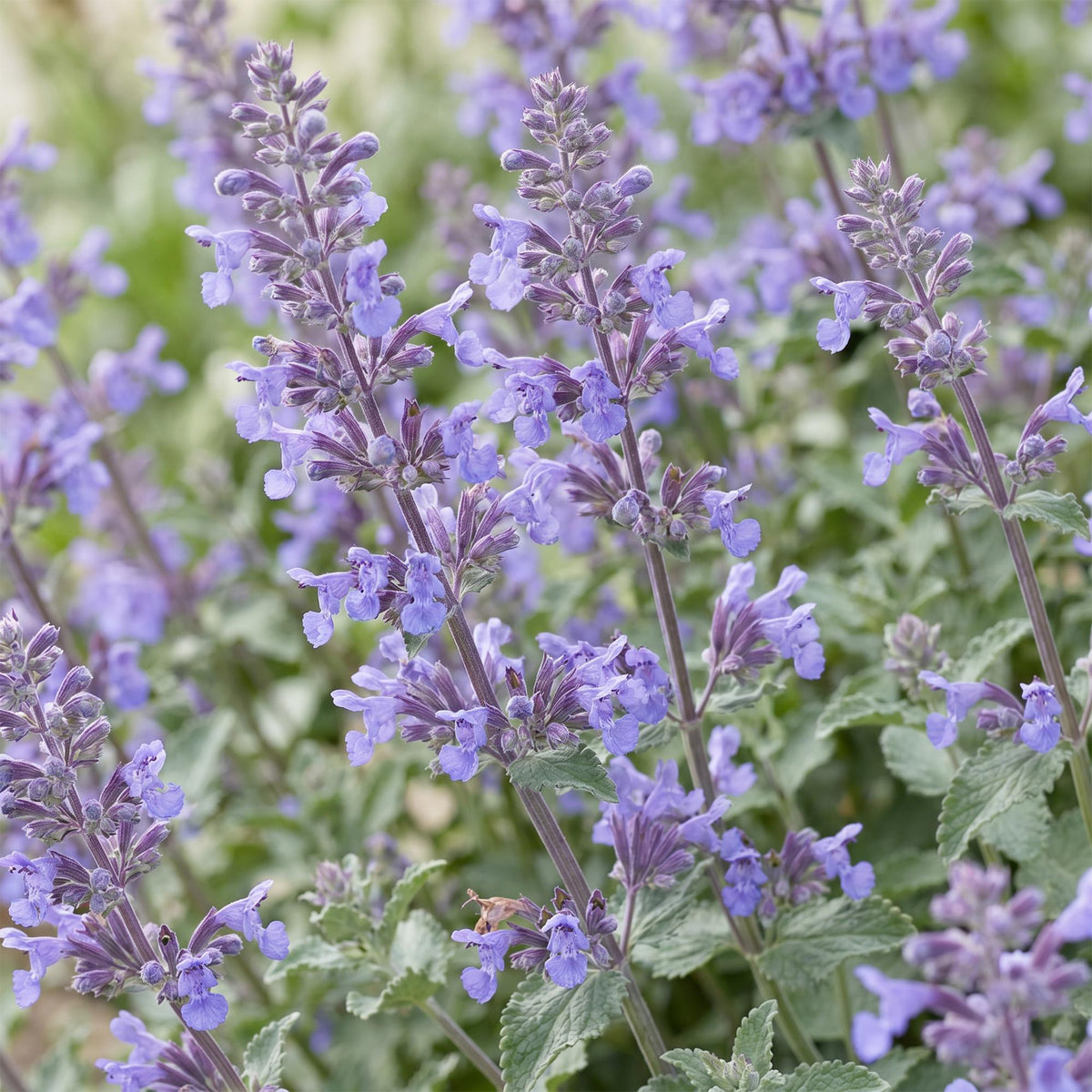 Kattenkruid faassenii Walker's Low, met blauwe bloemen, detail van het blad