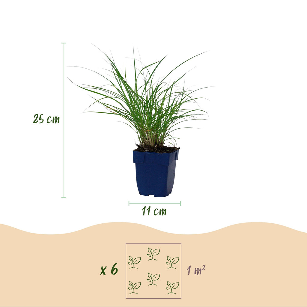 Miscanthus sin. Red Chief - Prachtriet - Met Pluim, plant voor tuin en border