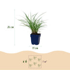 Miscanthus sin. Red Chief - Prachtriet - Met Pluim, plant voor tuin en border
