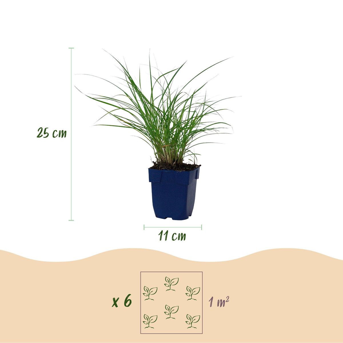 Miscanthus sin. Red Chief - Prachtriet - Met Pluim, plant voor tuin en border