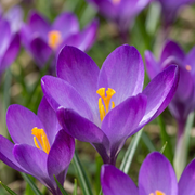 Krokus &