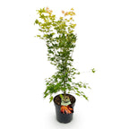 Acer palmatum Orange Dream, kenmerkend blad