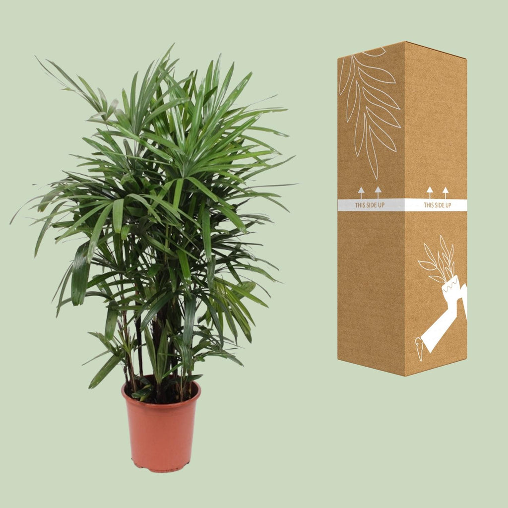 Detailfoto van Rhapis Excelsa