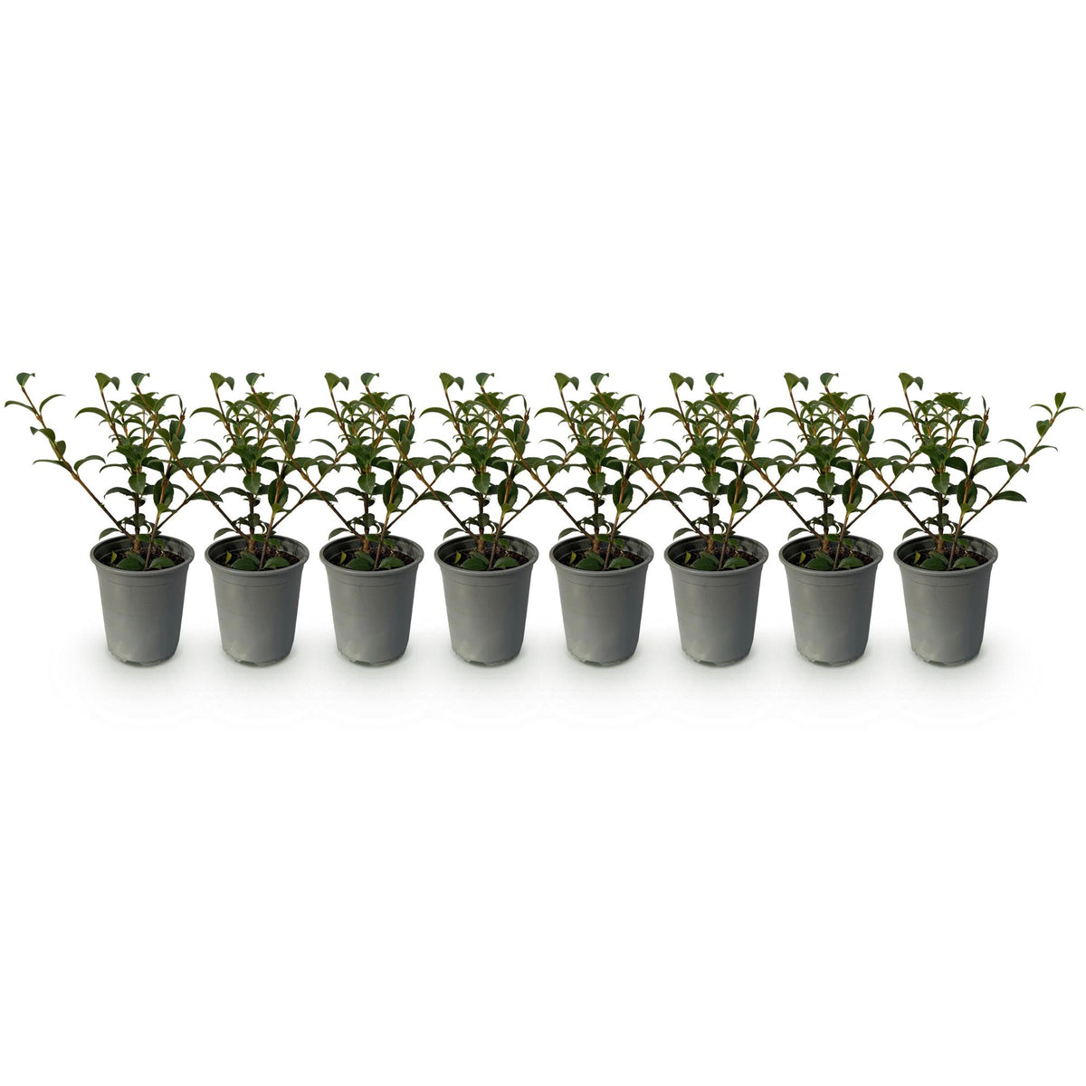Osmathus burkwoodii, plant voor tuin en border
