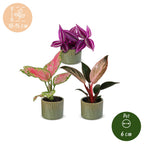3x Baby Paradise Mix met Linnea Olive, tropische planten