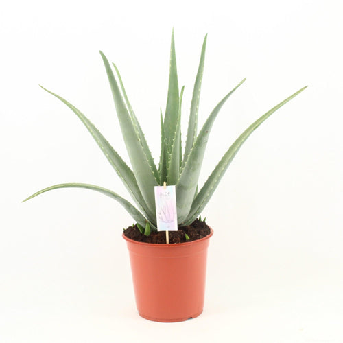Productafbeelding van Pureplant