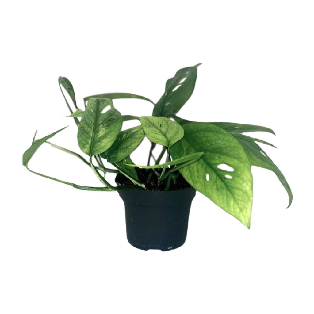 Productfoto van Epipremnum Cebu Blue