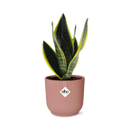 Productfoto van Sansevieria Futura Superba in ELHO Vibes Fold 14cm roze