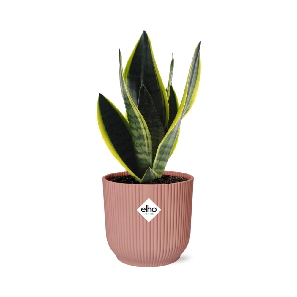 Productfoto van Sansevieria Futura Superba in ELHO Vibes Fold 14cm roze