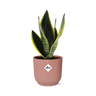 Sansevieria Futura Superba in ELHO Vibes Fold 14cm roze