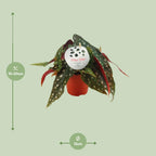 Detailfoto van Begonia Maculata