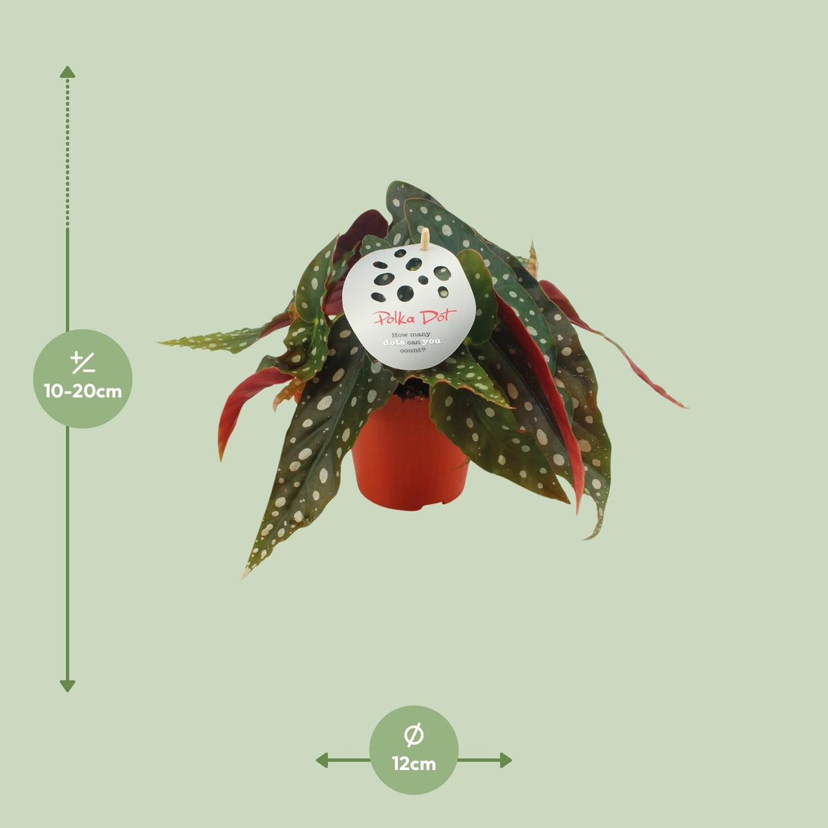 Detailfoto van Begonia Maculata