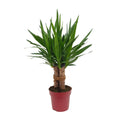 Detailfoto van Yucca "Tres Cañas" 30 Stam