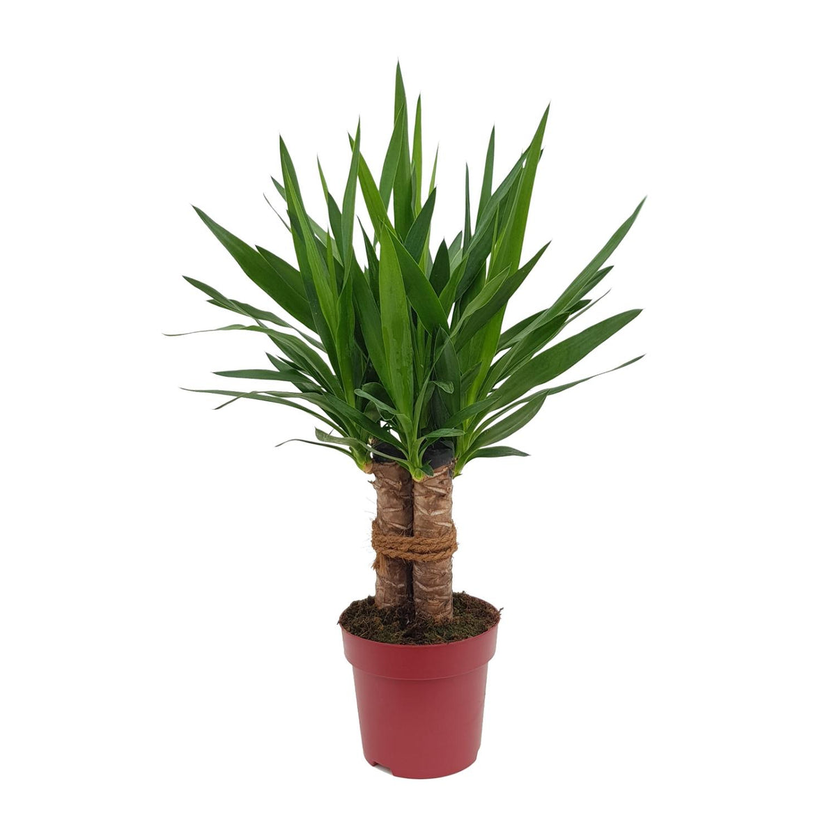 Detailfoto van Yucca "Tres Cañas" 30 Stam
