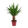 Yucca elephantipes, kamerplant met stekelig blad, 40 cm hoog