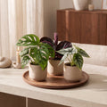 3x Baby Jungle Mix planten voor interieur