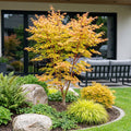 Acer palmatum Sangokaku, plant in pot