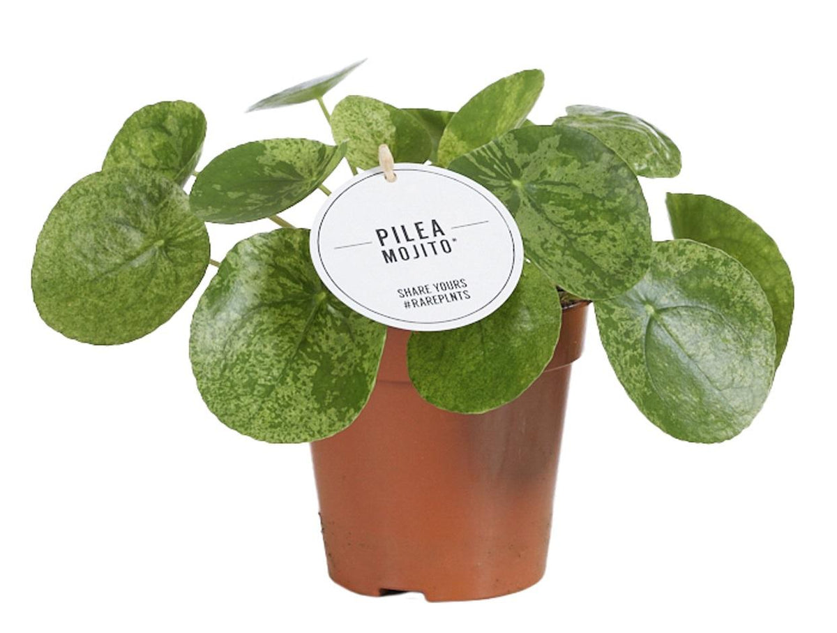 Productfoto van Pilea Mojito