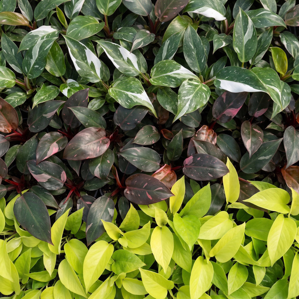 3x Baby Philodendron Tricolour - Wit - Roze - Geel - Groen - Tropisch - Ø6cm - ↕10-15cm, groene bladeren