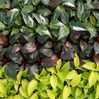 3x Baby Philodendron Tricolour - Wit - Roze - Geel - Groen - Tropisch - Ø6cm - ↕10-15cm, groene bladeren