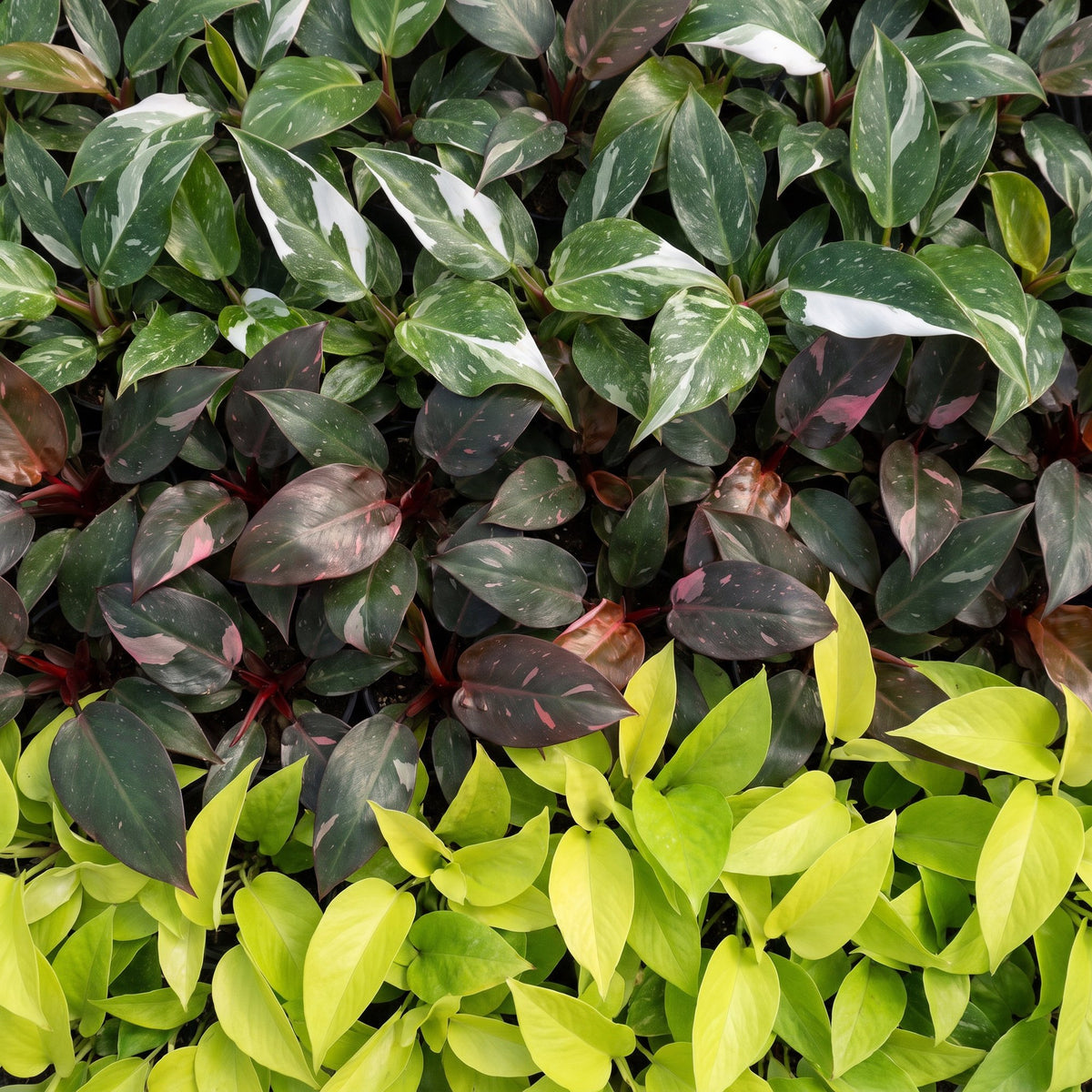 3x Baby Philodendron Tricolour - Wit - Roze - Geel - Groen - Tropisch - Ø6cm - ↕10-15cm, groene bladeren