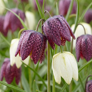 Kievitsbloem bloembollen mix, paars en wit