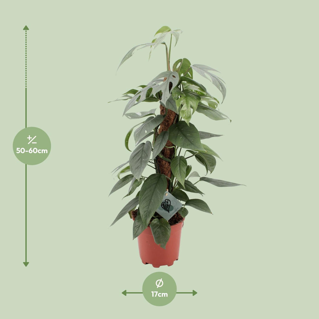 Detailfoto van Epipremnum Pinnatum Cebu Blue