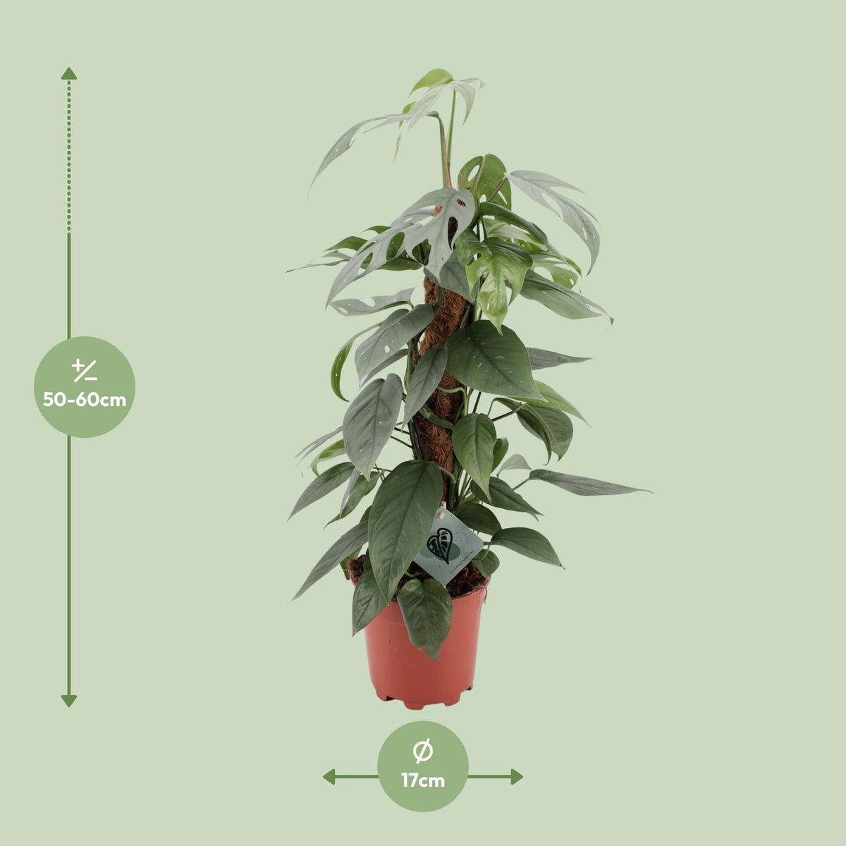 Detailfoto van Epipremnum Pinnatum Cebu Blue