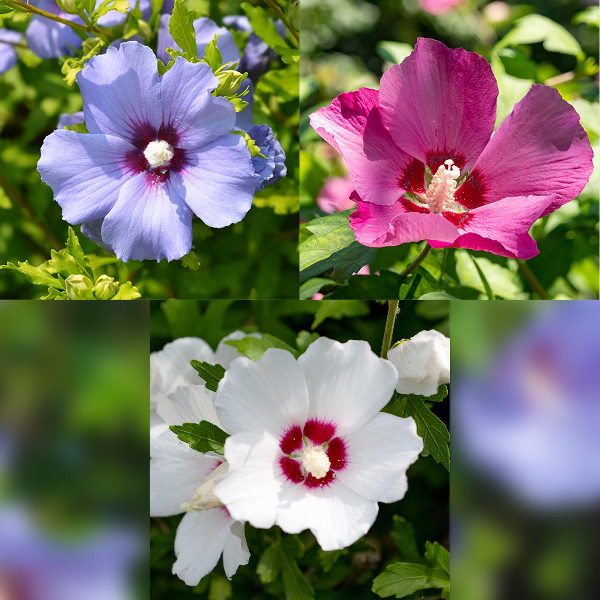 Hibiscus syriacus Tricolour, detail van het blad