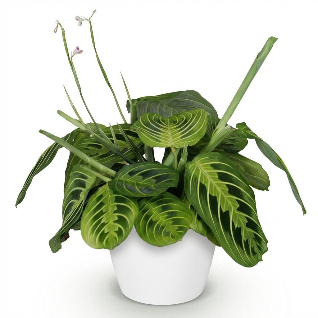 Maranta Fascinator Lemon Lime met witte pot, compacte plant