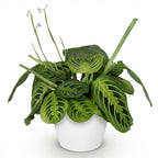 Maranta Fascinator Lemon Lime met witte pot, compacte plant