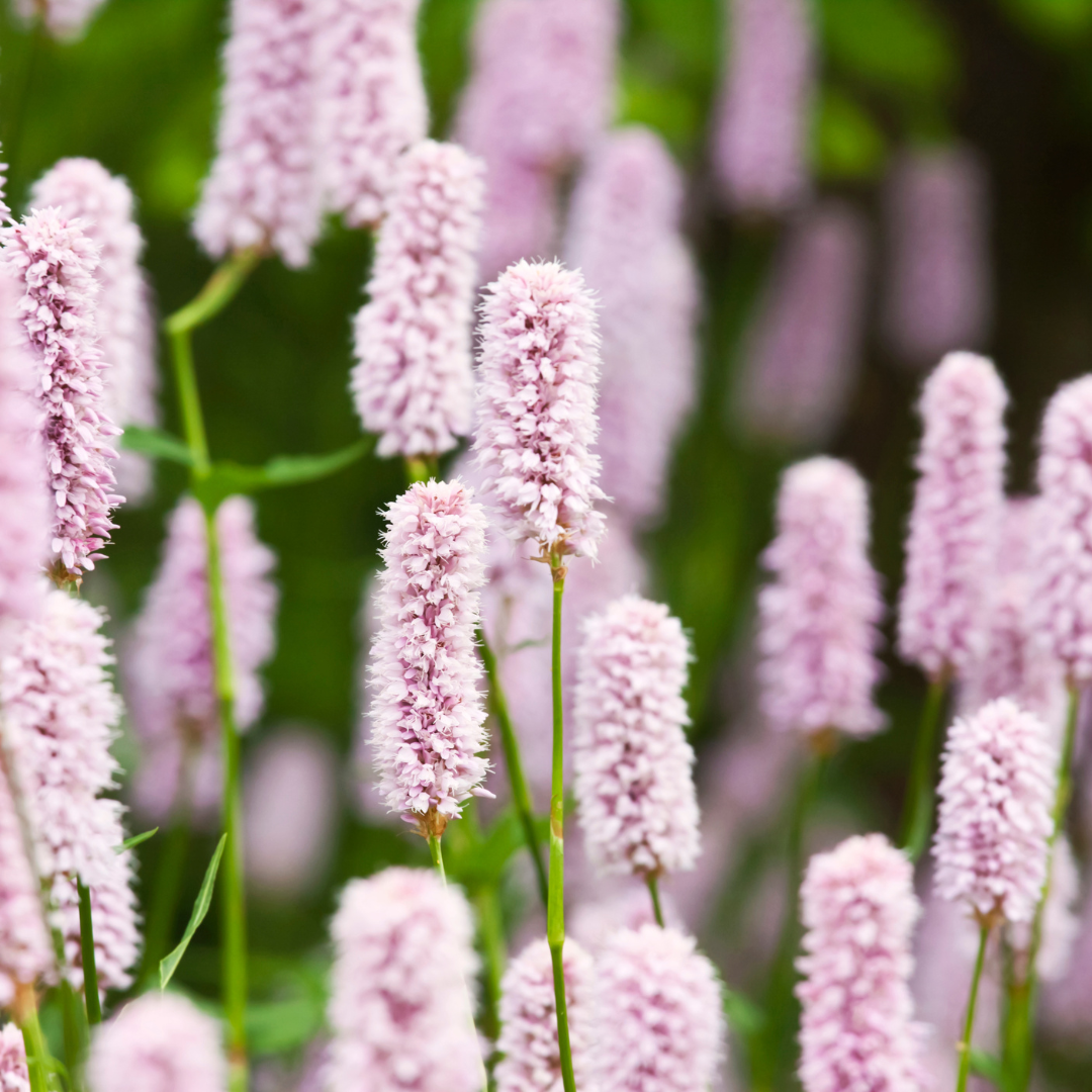 Persicaria a. 'Alba', kenmerkend blad