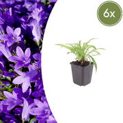 Campanula pers. &