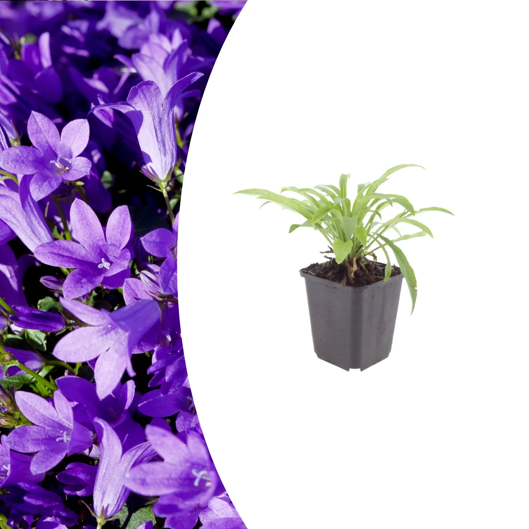 Campanula pers. 'Coerulea', kenmerkend blad