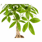 Pachira Aquatica met mand, detail van het blad