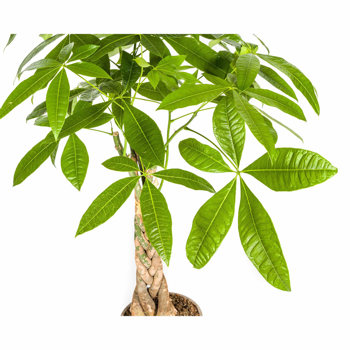 Pachira Aquatica met mand, detail van het blad