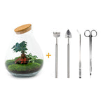 Detailfoto van DIY terrarium Drop XL Bonsai Red, compleet gereedschap
