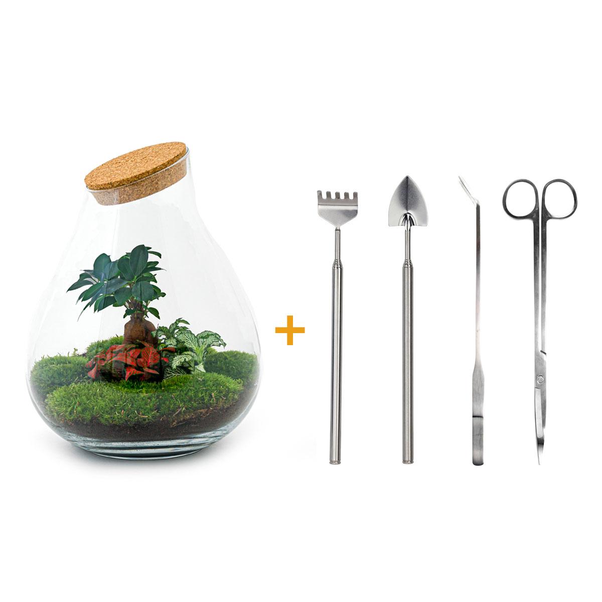 Detailfoto van DIY terrarium Drop XL Bonsai Red, compleet gereedschap