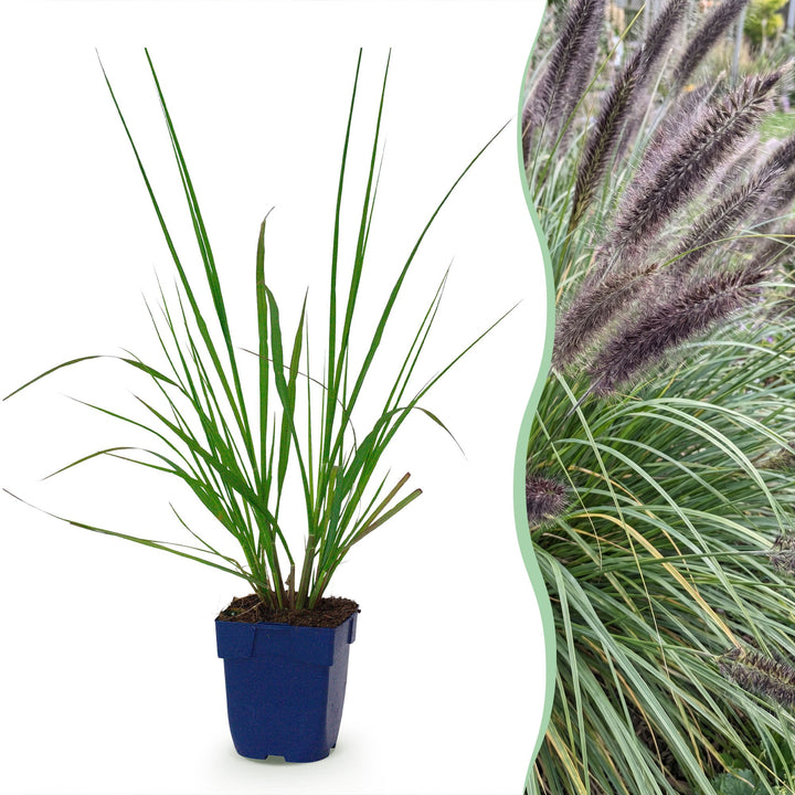 Pennisetum alop. Black Beauty - Lampenpoetsergras - Met Pluim - 12 Planten
