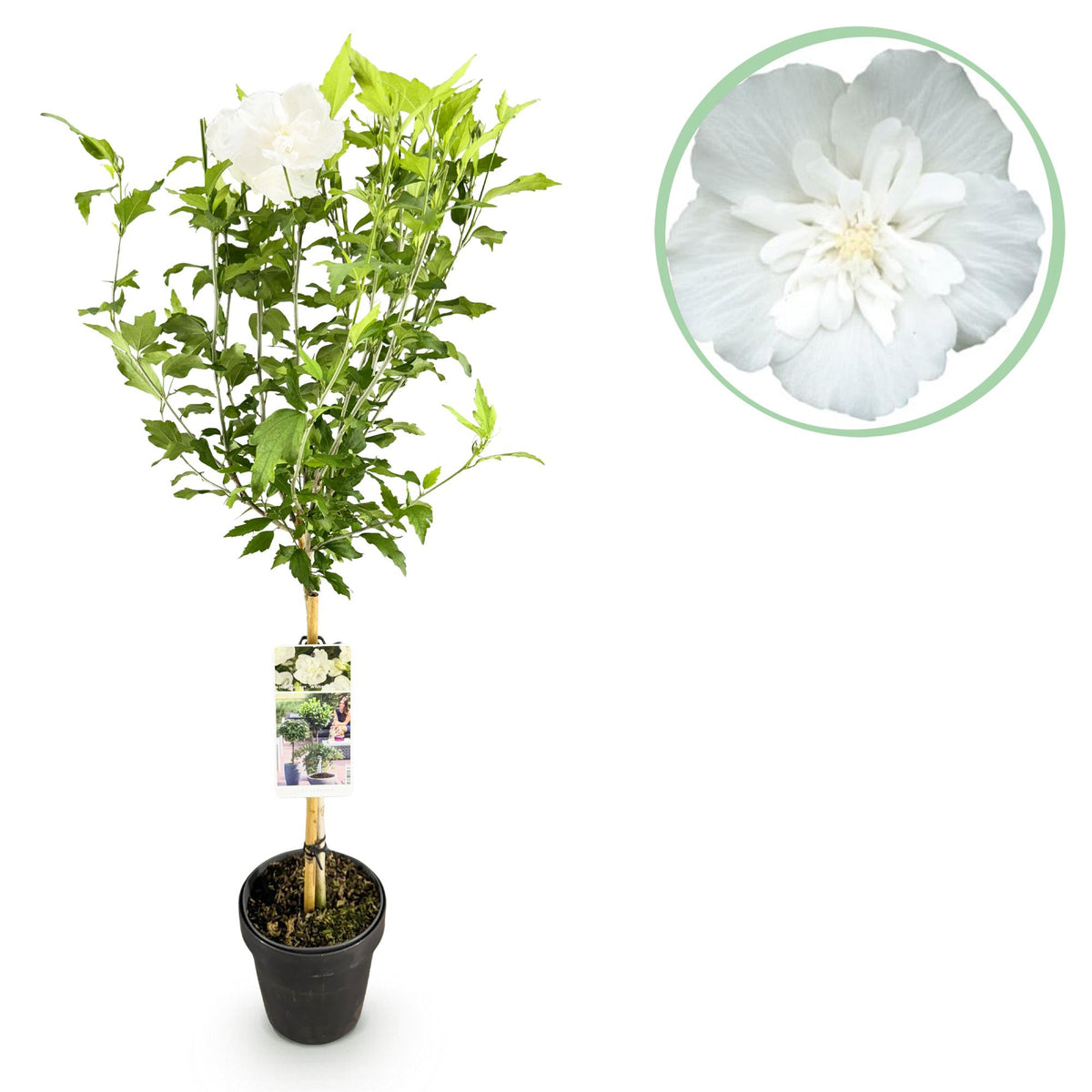 Hibiscus syriacus White Chiffon®, plant in pot