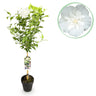 Hibiscus syriacus White Chiffon®