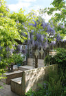 2x Wisteria sinensis 'Caroline'