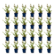Gaura lindheimeri duo - prachtkaars roze en wit - 24 planten