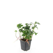 24x Pachysandra term. &