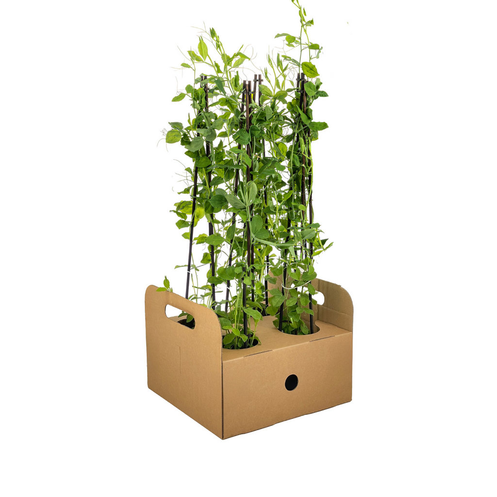 4x Lathyrus Odoratus, groene bladeren