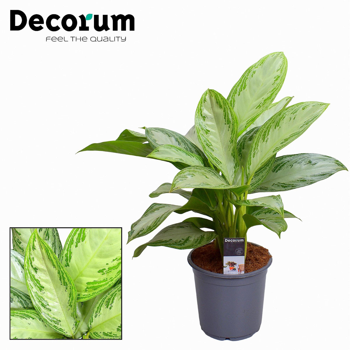 Productfoto van Aglaonema Silver Bay