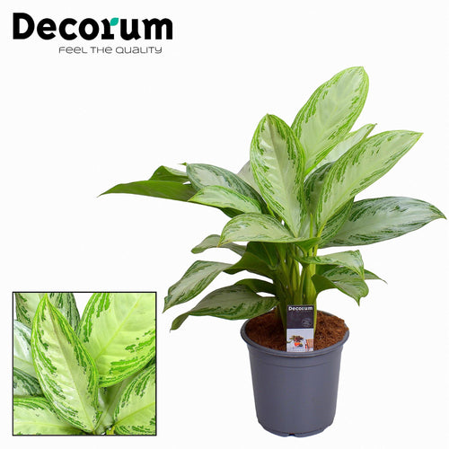 Productfoto van Aglaonema Silver Bay