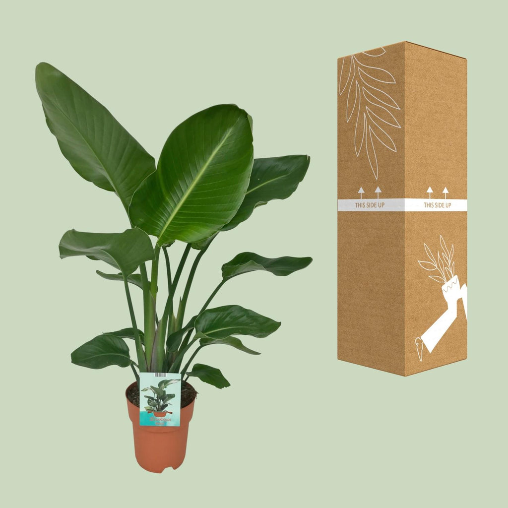 Strelitzia Nicolai - Paradijsvogelplant, kenmerkend blad