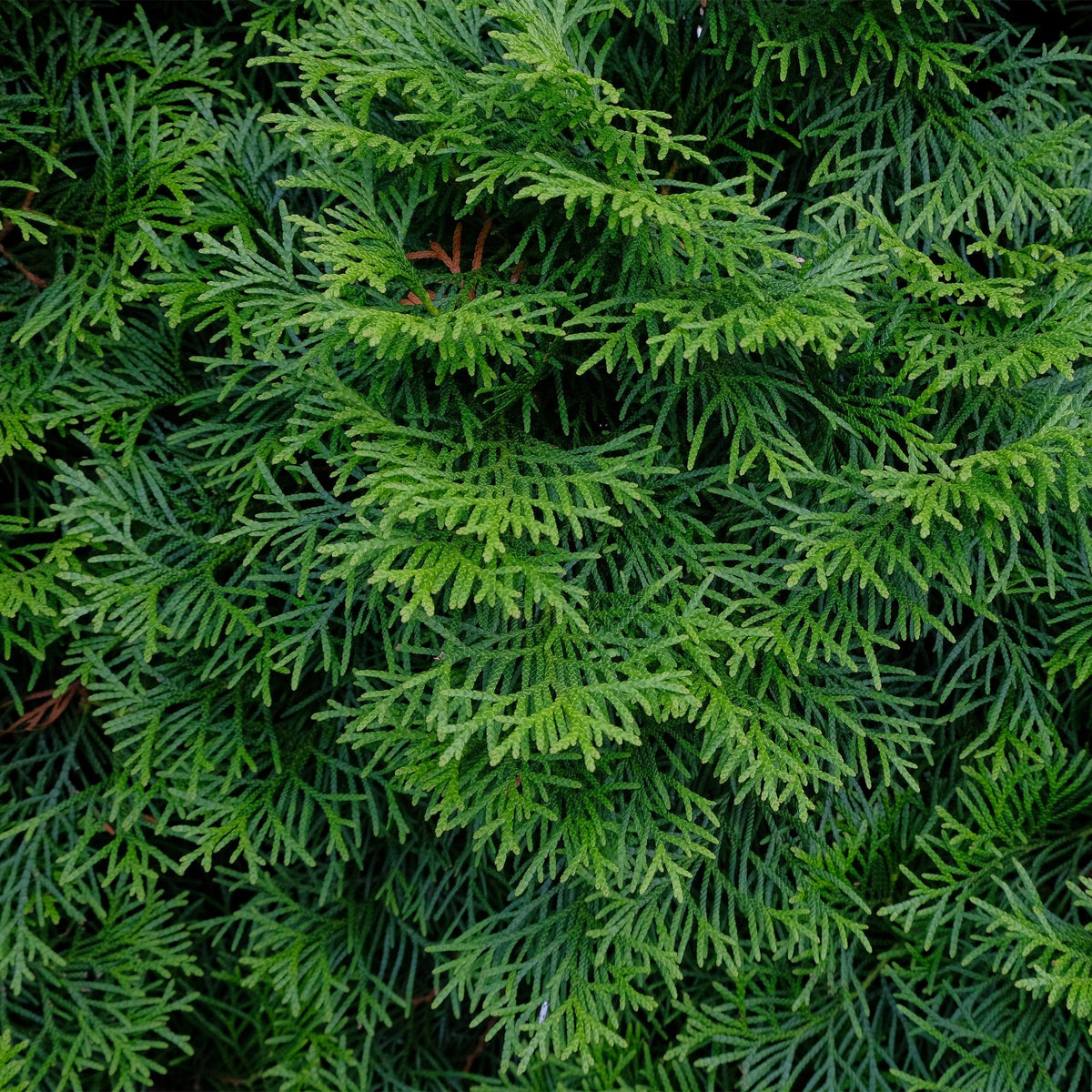 Thuja occidentalis Smaragd, kenmerkend blad